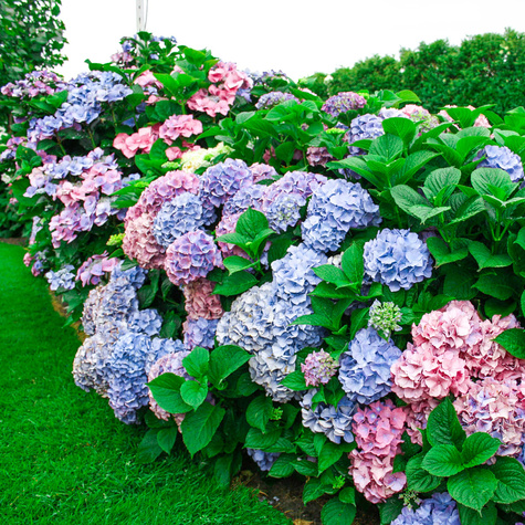 Hortensja ogrodowa Deutschland