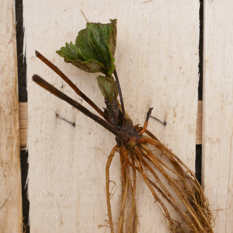 Truskawka Fenella późna FRIGO