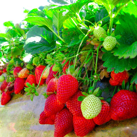 10 szt. Truskawka Dukat - Sadzonki