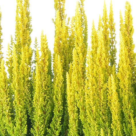 Wrzos pospolity Skyline Miami Sydney żółty niekwitnący - sadzonki