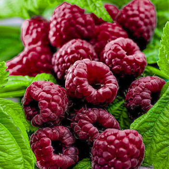 Malina purpurowa bezkolcowa Glen Coe w doniczce