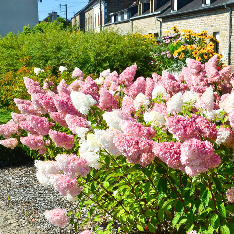 Hortensja bukietowa Vanilla Fraise