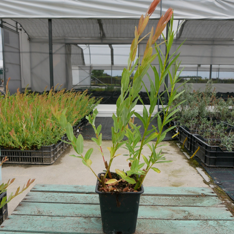 Wierzba całolistna Hakuro Nishiki forma krzewiasta (P9)