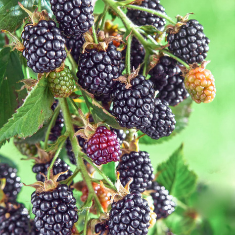 Jeżyna wielkoowocowa bezkolcowa NAVAHO w doniczce