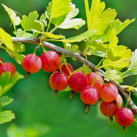 Agrest czerwony na balkon Giggles Red w doniczce