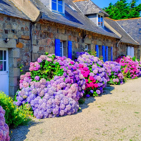Hortensja ogrodowa Deutschland