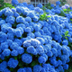 Hortensja ogrodowa Nikko Blue (C2)