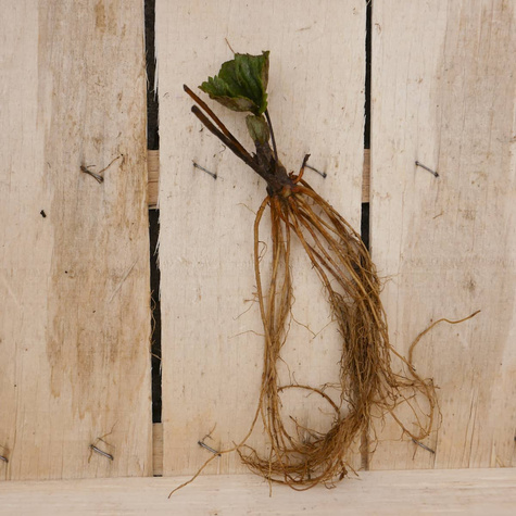 Truskawka Fenella późna FRIGO