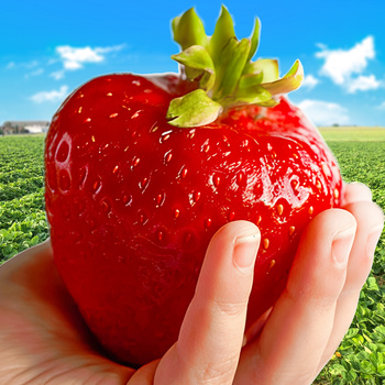 10 szt. Truskawka Gigant bardzo duże owoce - Sadzonki