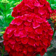 Hortensja ogrodowa Hot Red