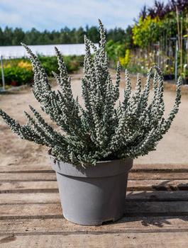 Wrzos pospolity Skyline Cologne srebrzysty