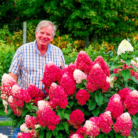 Hortensja bukietowa Fraise Melba