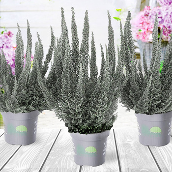 Wrzos Skyline Cologne srebrzysty - sadzonki