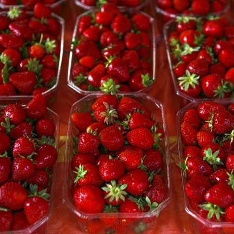 10 szt. Truskawka Honeoye deserowa bardzo wczesna - Sadzonki