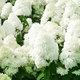 Hortensja bukietowa Polar Bear