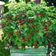 Malina czerwona na balkon Summer Lovers Petite Red w doniczce