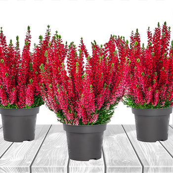 Wrzos pospolity czerwony pączkowy - sadzonki