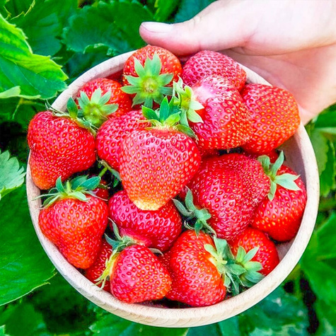 10 szt. Truskawka Elkat, bardzo plenna - Sadzonki
