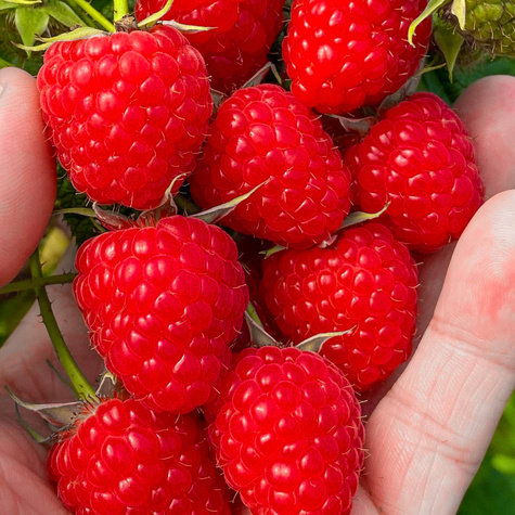 Malina czerwona na balkon Summer Lovers Petite Red w doniczce