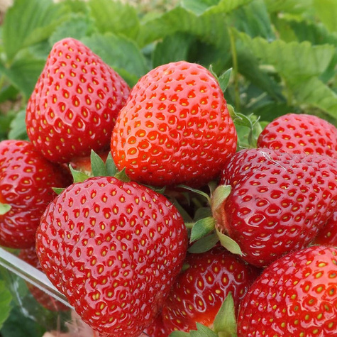 10 szt. Truskawka Hossa - powtarza owocowanie - Sadzonki