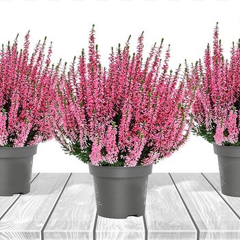 Wrzos pospolity różowy pączkowy - sadzonki