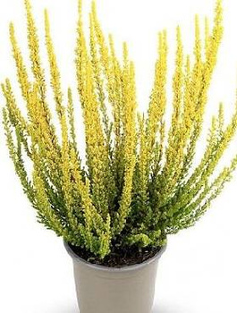 Wrzos pospolity Skyline Miami żółty