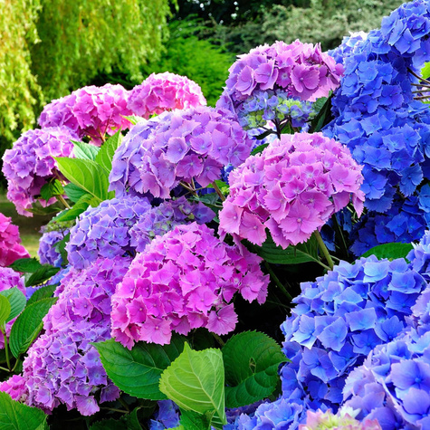 Hortensja ogrodowa Deutschland