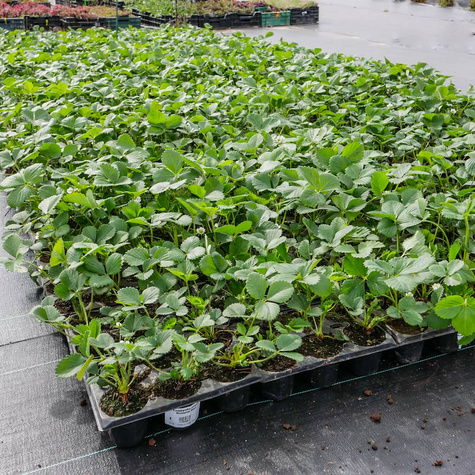 Poziomka Baron Multiplat 10szt