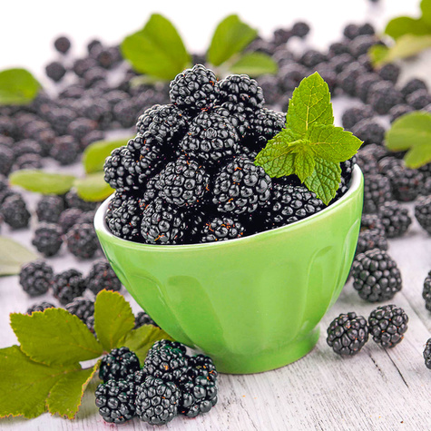 Jeżyna wielkoowocowa bezkolcowa NAVAHO w doniczce