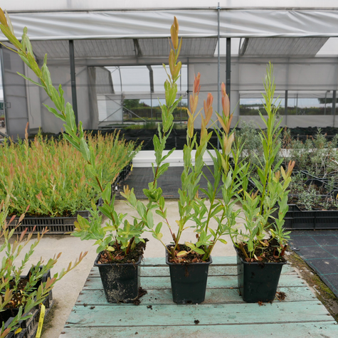 Wierzba całolistna Hakuro Nishiki forma krzewiasta (P9)