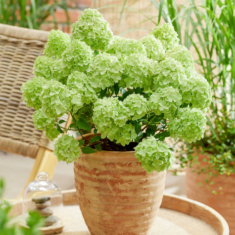 Hortensja bukietowa Limelight