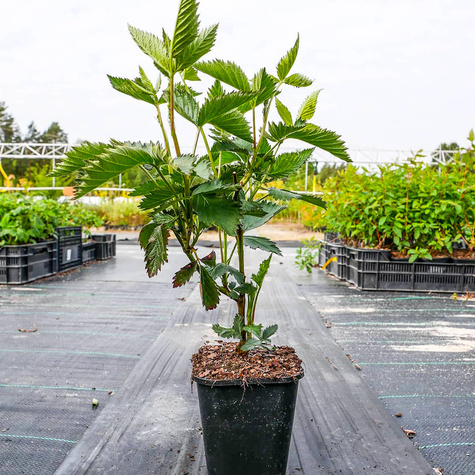 Malinojeżyna Buckingham Tayberry bezkolcowa w doniczce