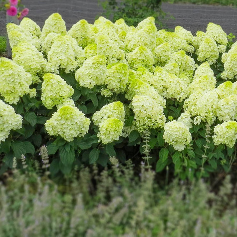 Hortensja bukietowa Limelight