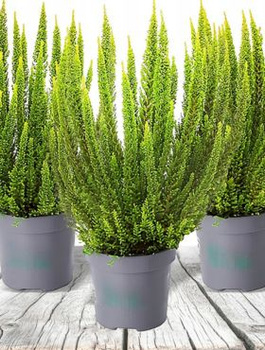 Wrzos pospolity Skyline Stockholm zielony niekwitnący