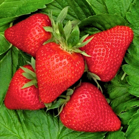 Truskawka Elegance średnio wczesna FRIGO