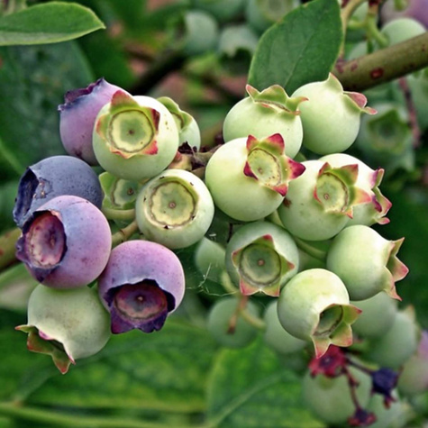 Borówka amerykańska Nortland średnio wczesna (C2)