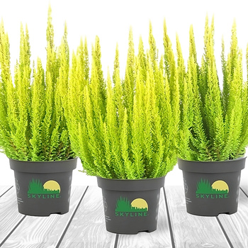 Wrzos pospolity Skyline Miami Sydney żółty niekwitnący - sadzonki