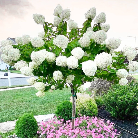 Hortensja bukietowa Grandiflora olbrzymie kwiaty