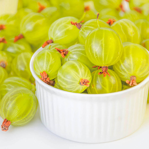 Agrest zielony krzaczasty w doniczce