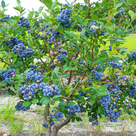 Borówka amerykańska "Goldtraube" średnio wczesna
