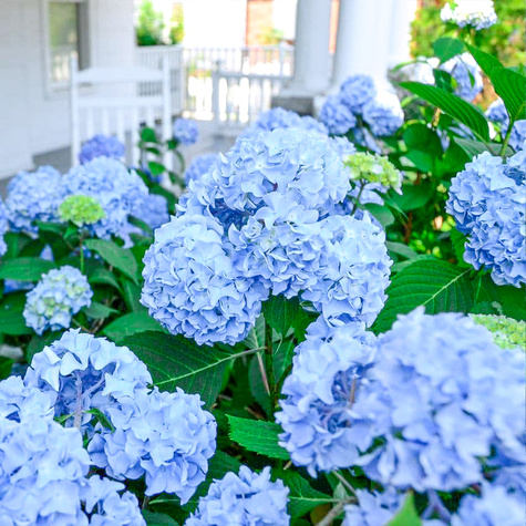 Hortensja ogrodowa Nikko Blue