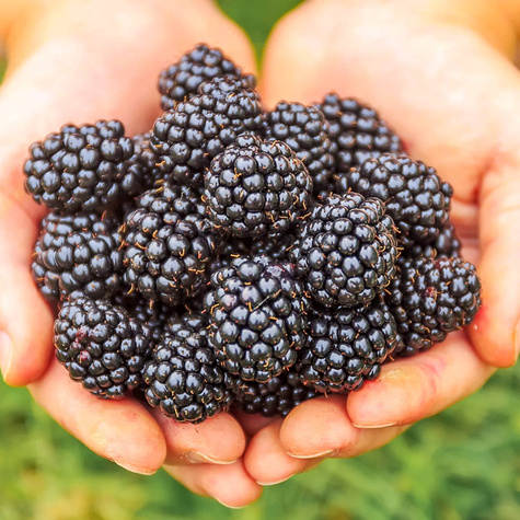 Jeżyna wielkoowocowa Triple Crown w doniczce