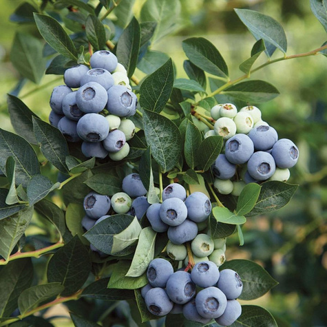 Borówka amerykańska Denise Blue średniowczesna (C2)