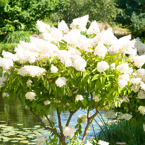 Hortensja bukietowa Grandiflora olbrzymie kwiaty