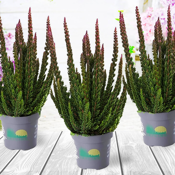 Wrzos Skyline Havanna antracytowy - sadzonki