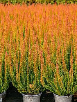 Wrzos pospolity Skyline Las Vegas pomarańczowy niekwitnący