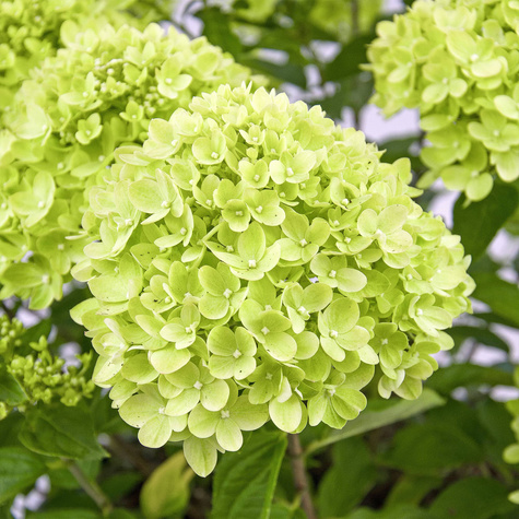 Hortensja bukietowa Limelight