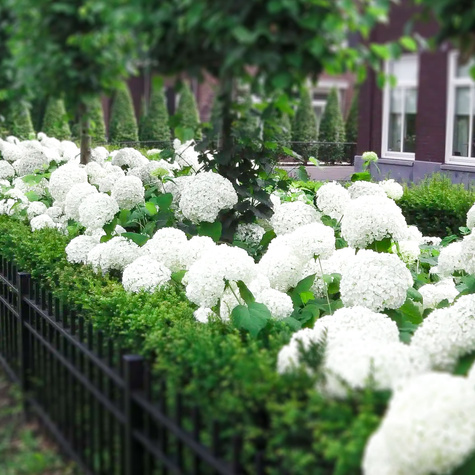 Hortensja bukietowa Polar Bear