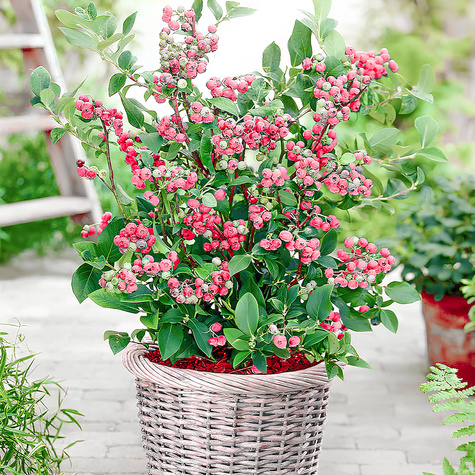 Zestaw Borówka amerykańska Pink Lemonade + Eliot