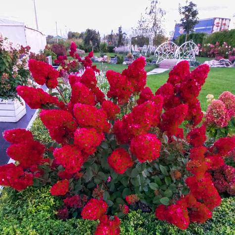 Hortensja bukietowa Diamant Rouge